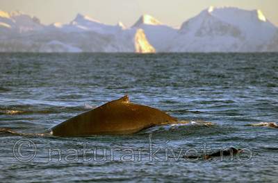 BB 13 0010 / Megaptera novaeangliae / Knølhval